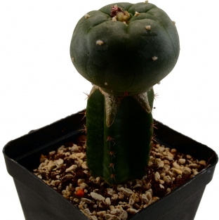 Peyote Williamsii (geënt op Trichocereus Pachanoi)